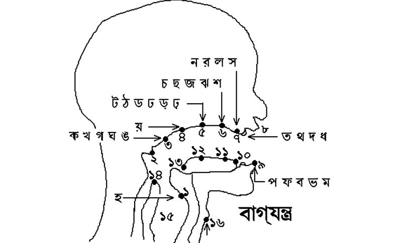 বাক-প্রত্যঙ্গ